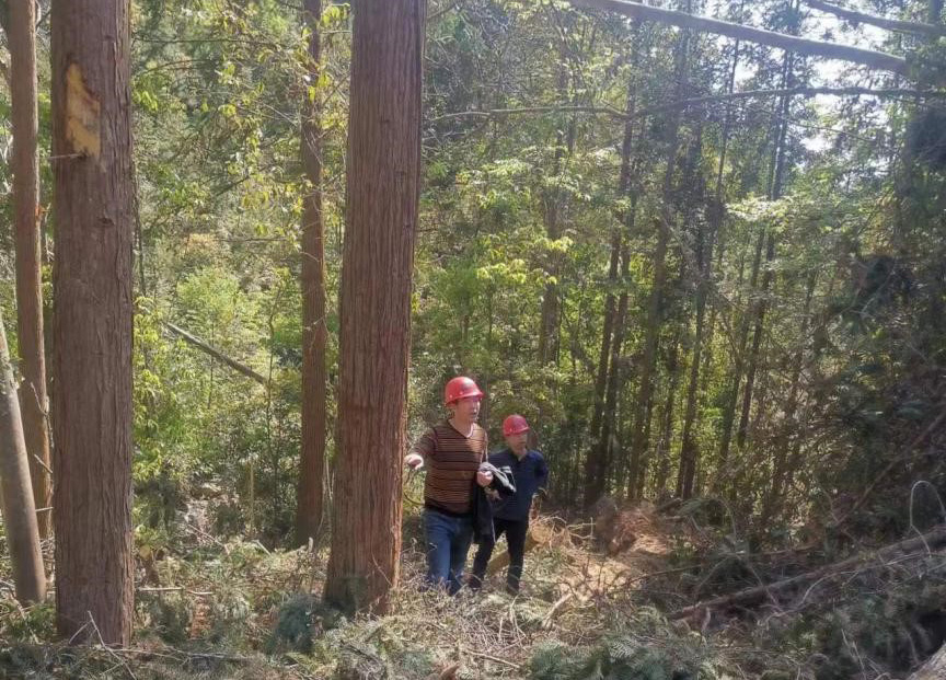 “兩節(jié)”前夕，“綠盾”行動(dòng)——福建金森嚴(yán)格把關(guān)林木采伐施工