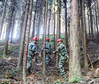 嚴(yán)把森林培育質(zhì)量關(guān)，譜寫資源培育新篇章